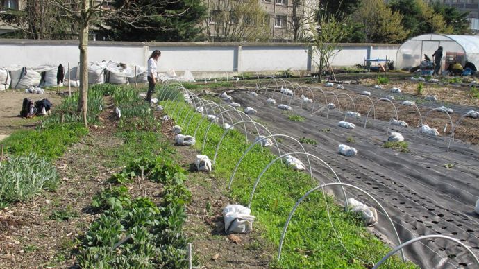 Également en pleine terre, mais sur environ 1 000m², Masami-Charlotte cultive, depuis 2017, des fleurs à la main dans le 20ème arrondissement de Paris. Ici, en mars 2019. © Léna Hespel